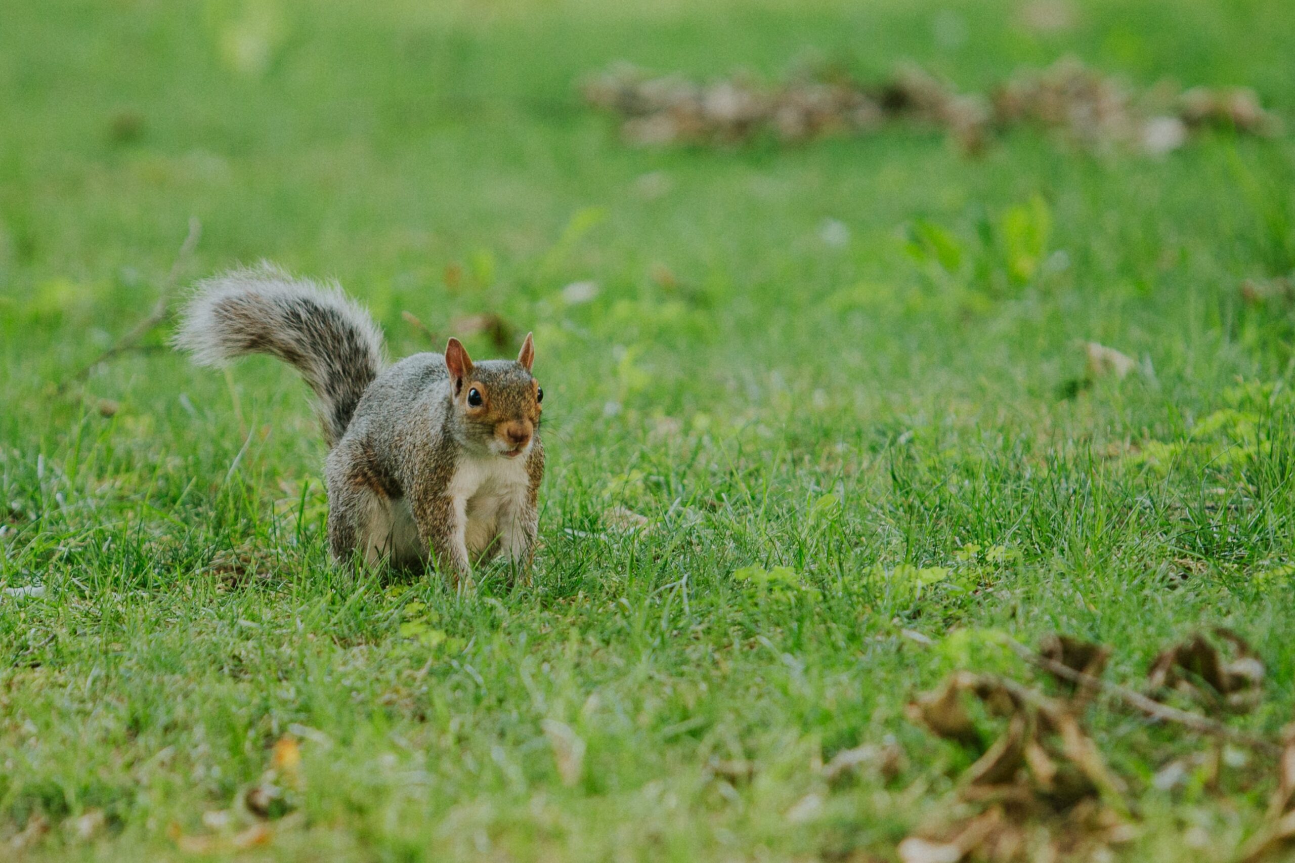 Safe and effective squirrel removal services to protect your home. Safe and effective squirrel removal services to protect your home.