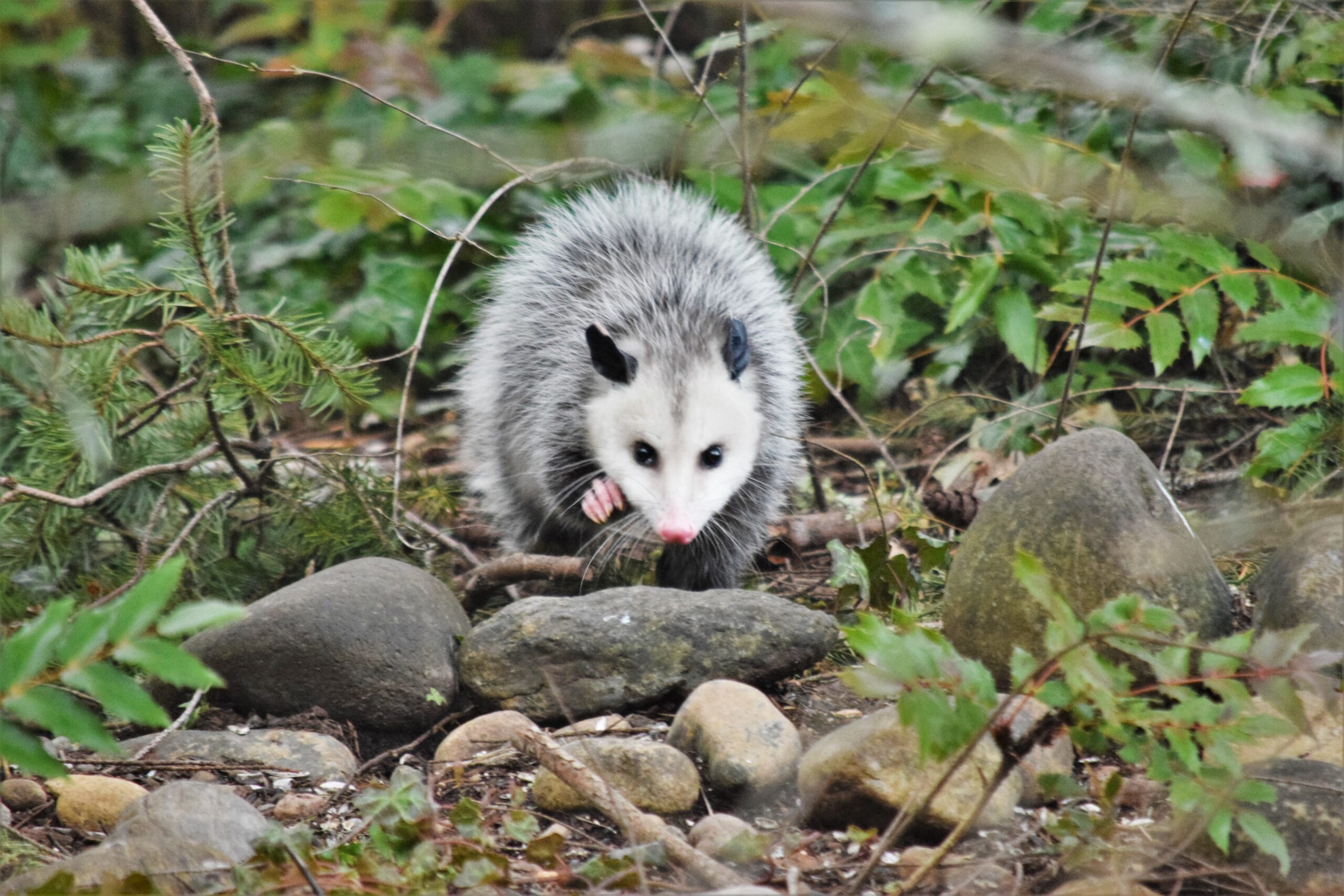 Expert opossum removal services protecting your property from wildlife intrusions. Expert opossum removal services protecting your property from wildlife intrusions.