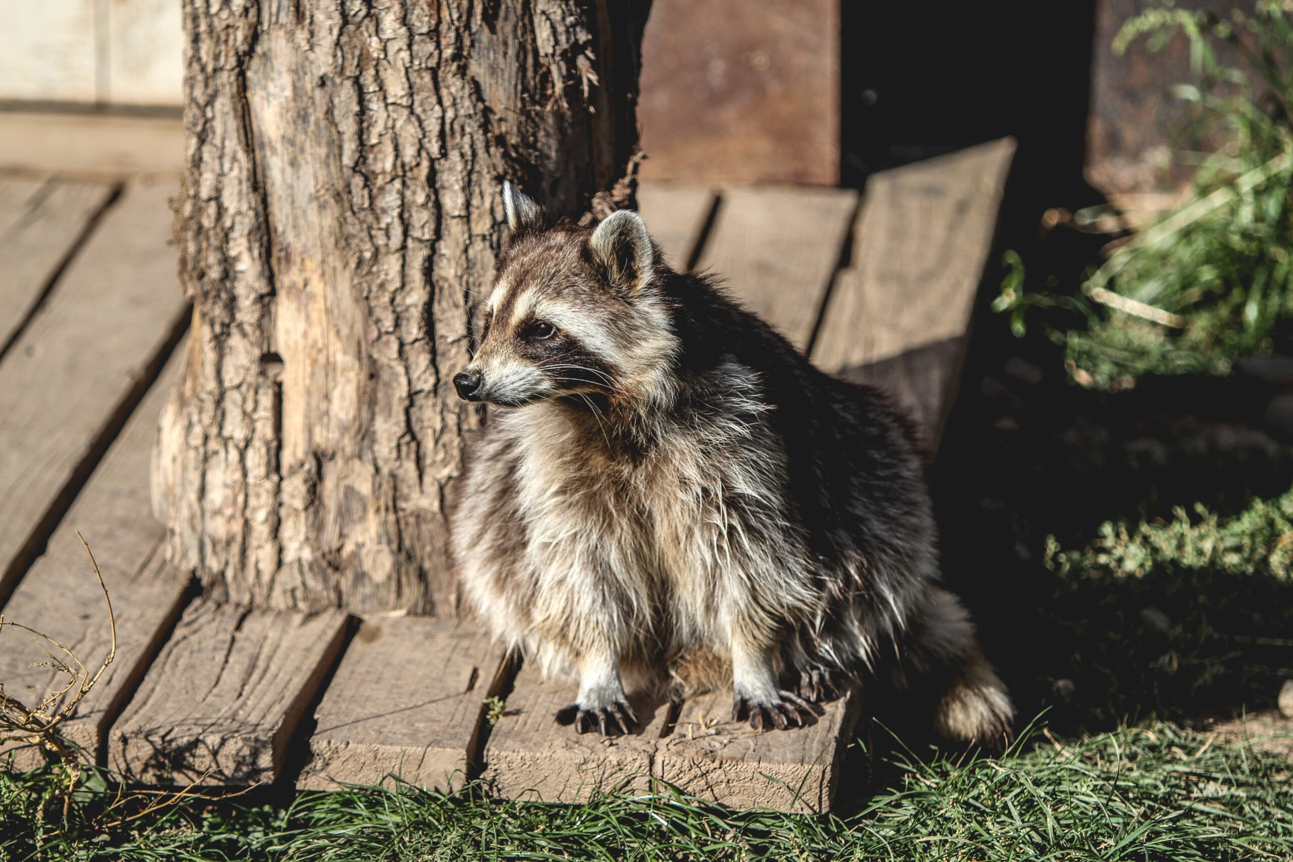 Humane raccoon removal ensuring safety and preventing property damage. Humane raccoon removal ensuring safety and preventing property damage.