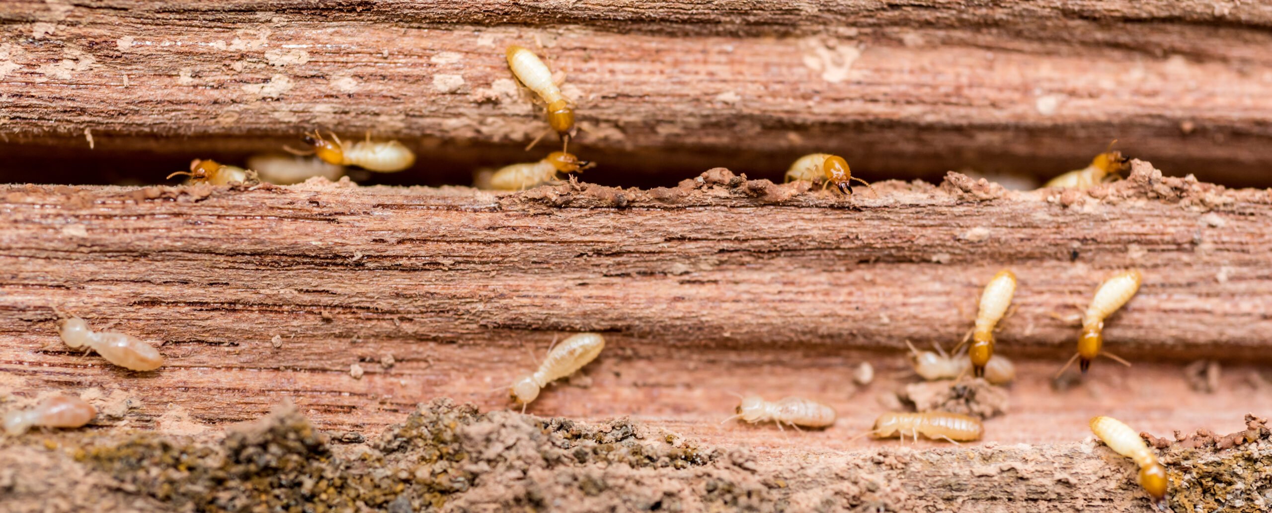 Termite Control Georgia