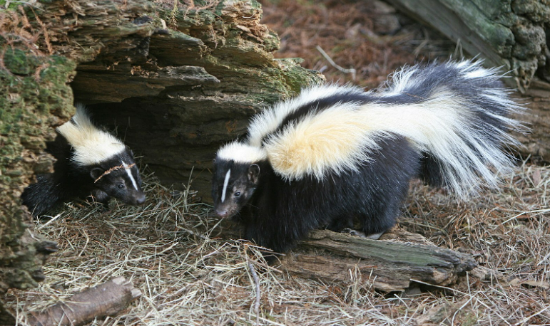 Skunk in a residential yard, highlighting the need for expert removal services. Skunk in a residential yard, highlighting the need for expert removal services.