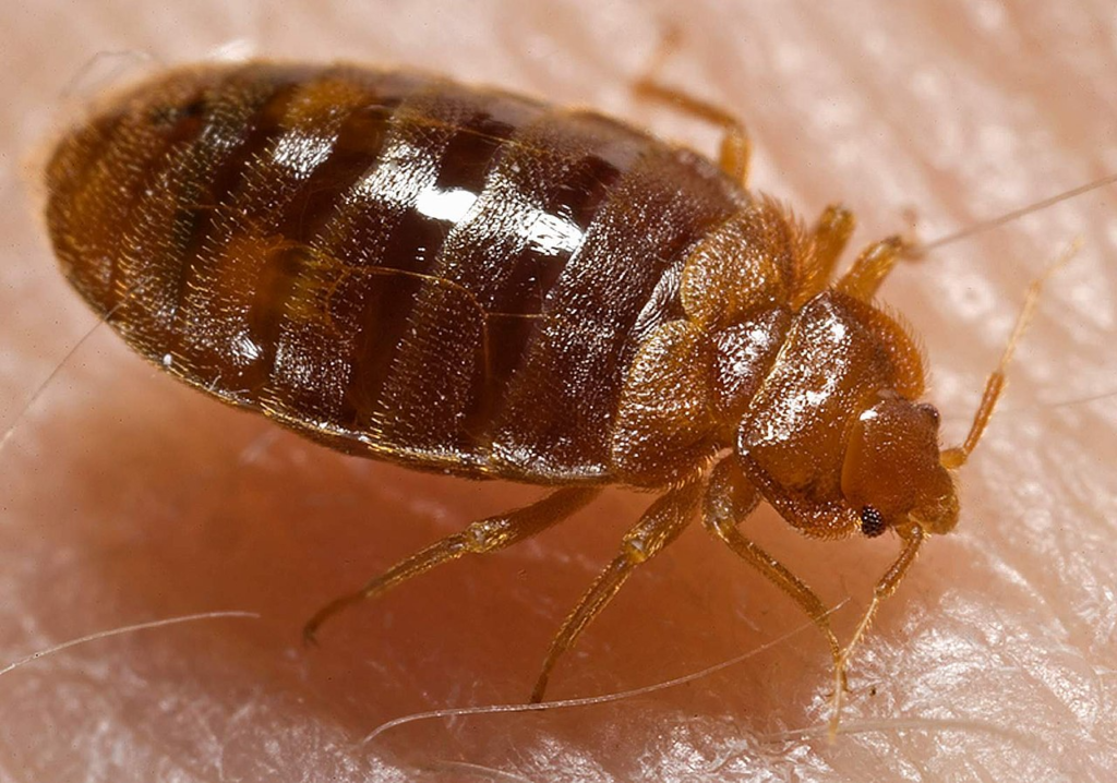 Close-up of a bed bug, a common household pest targeted by our control services Close-up of a bed bug, a common household pest targeted by our control services