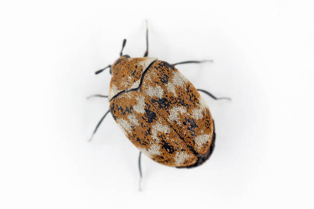 carpenter beetle carpenter beetle