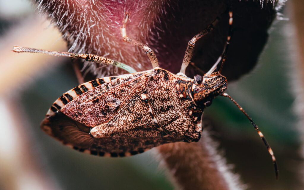 stink bugs stink bugs