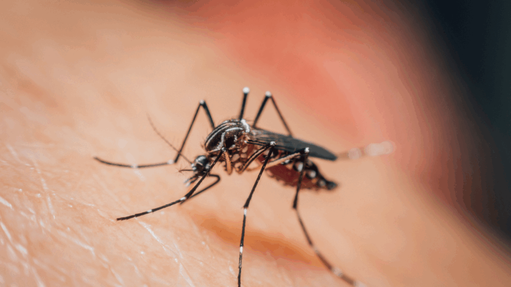 Close-up of mosquito resting on leaf near backyard.