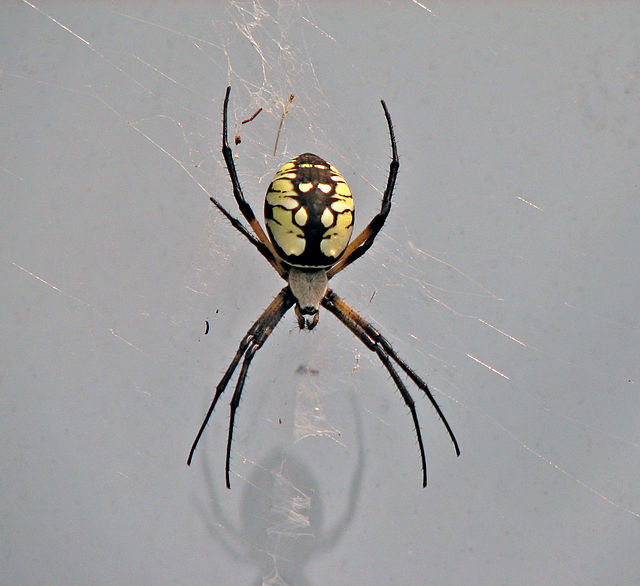 Spider web inside a residential window signaling a spider infestation.
