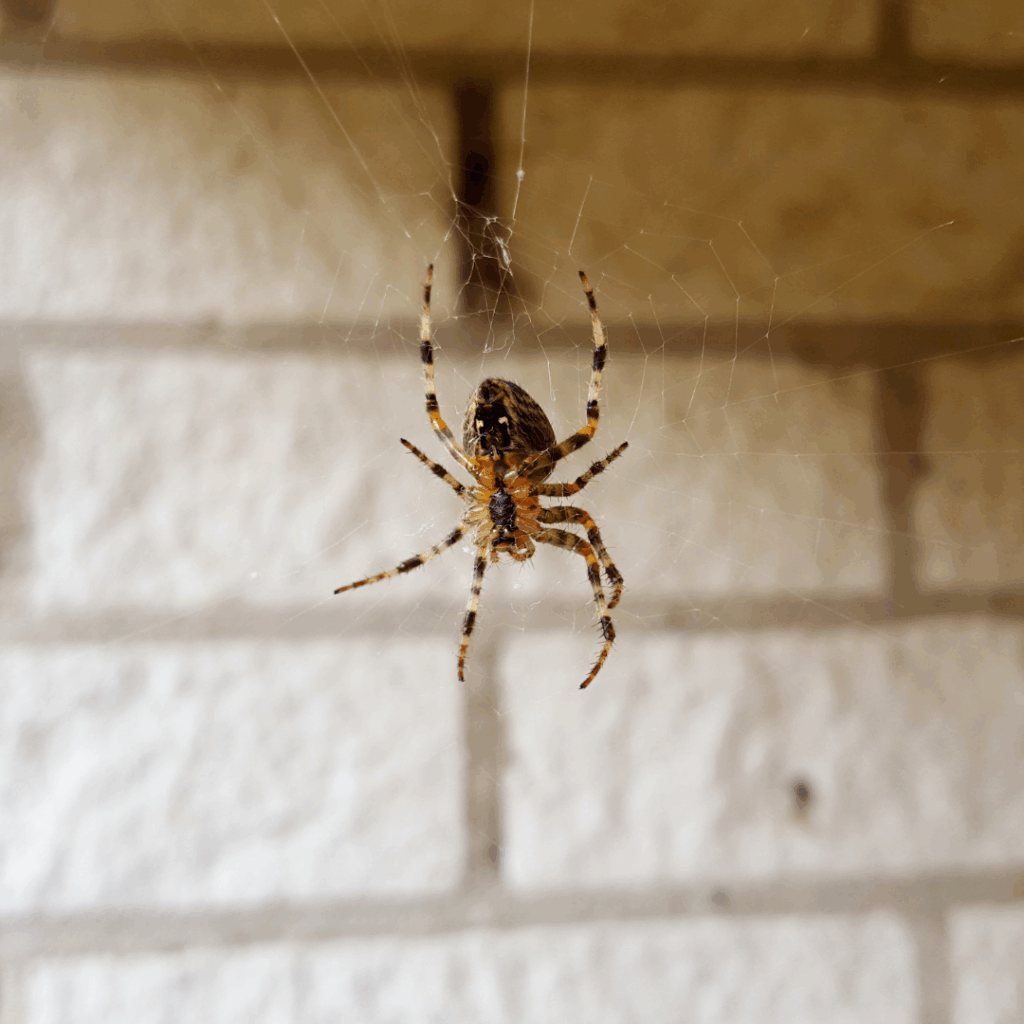 Spider on web near brick wall — Arete Pest Control spider removal and prevention services in Dacula, GA.
