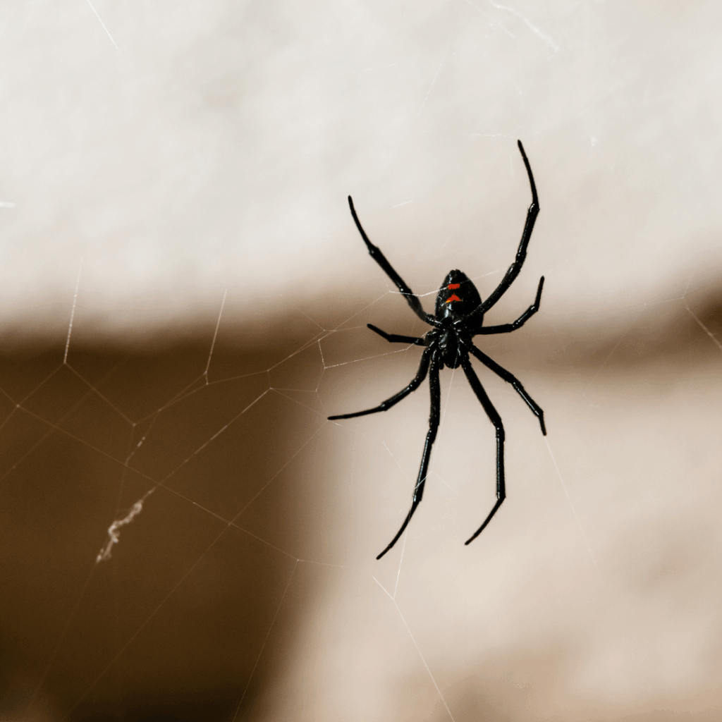 Black widow spider hiding in garage clutter.