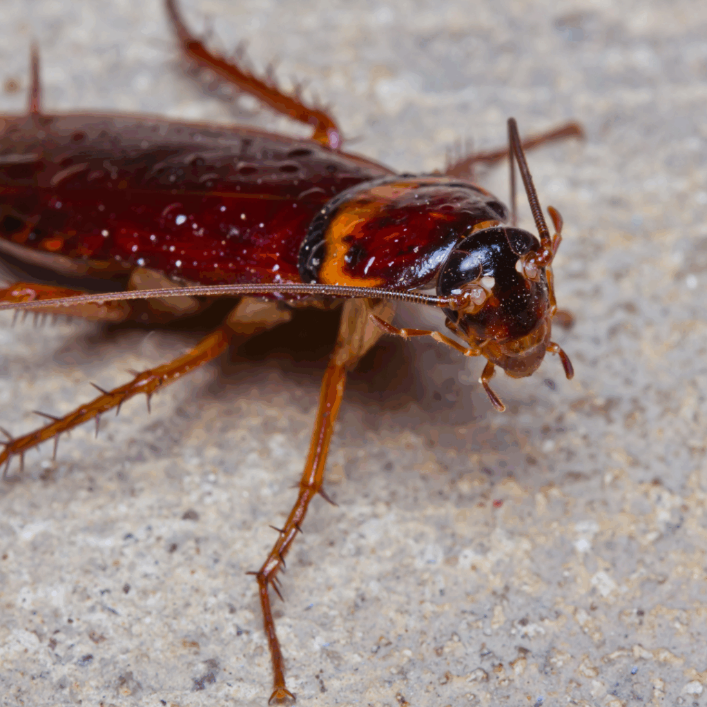 Why You’re Seeing More Roaches Across Georgia This Summer — And What Actually Works