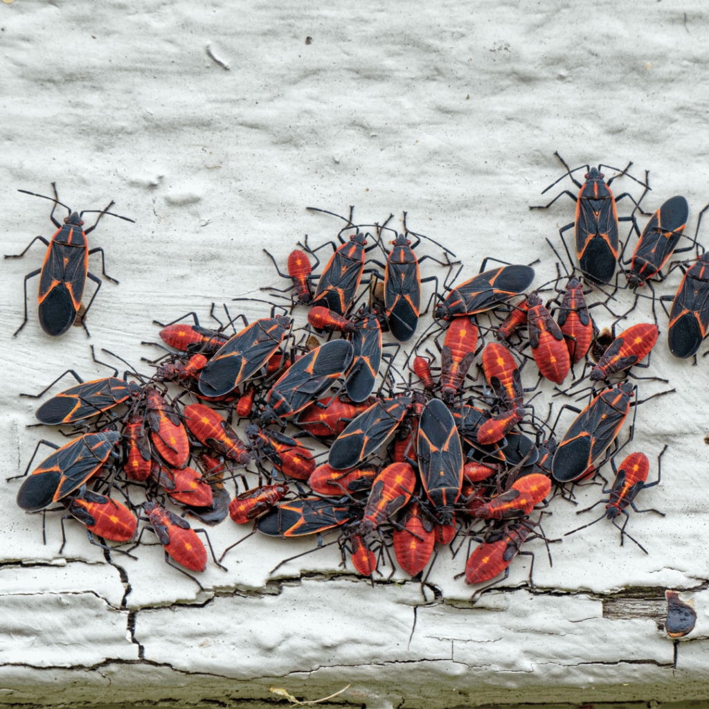 Boxelder bugs gathering on home siding.