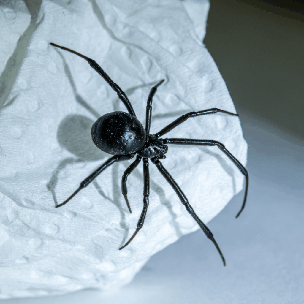 Common and venomous spider species found in local homes.