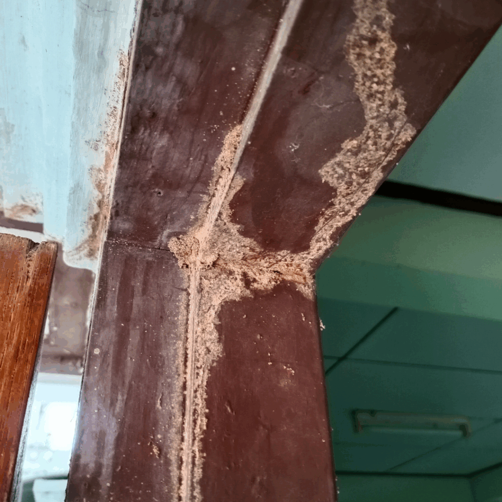 How To Identify Signs Of A Termite Infestation