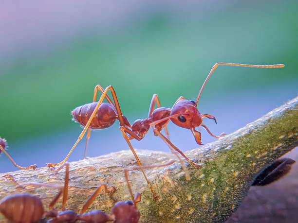 Fire ants commonly found in Milton, GA lawns and driveways.