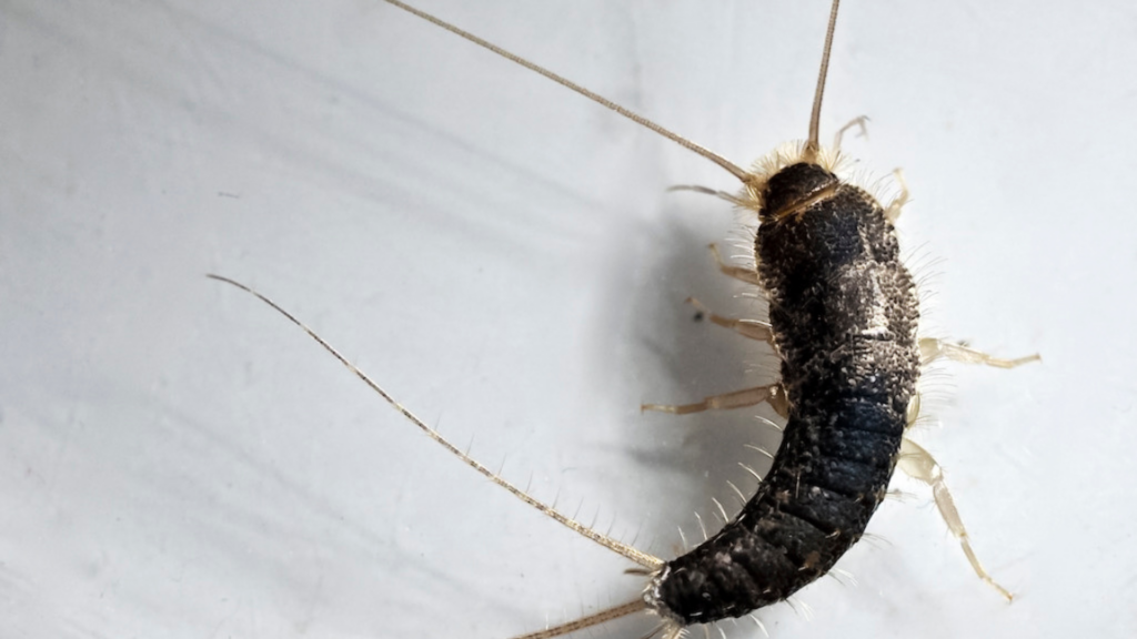 Silverfish thrive in areas with high humidity and little human activity. In Georgia homes, they are often found: