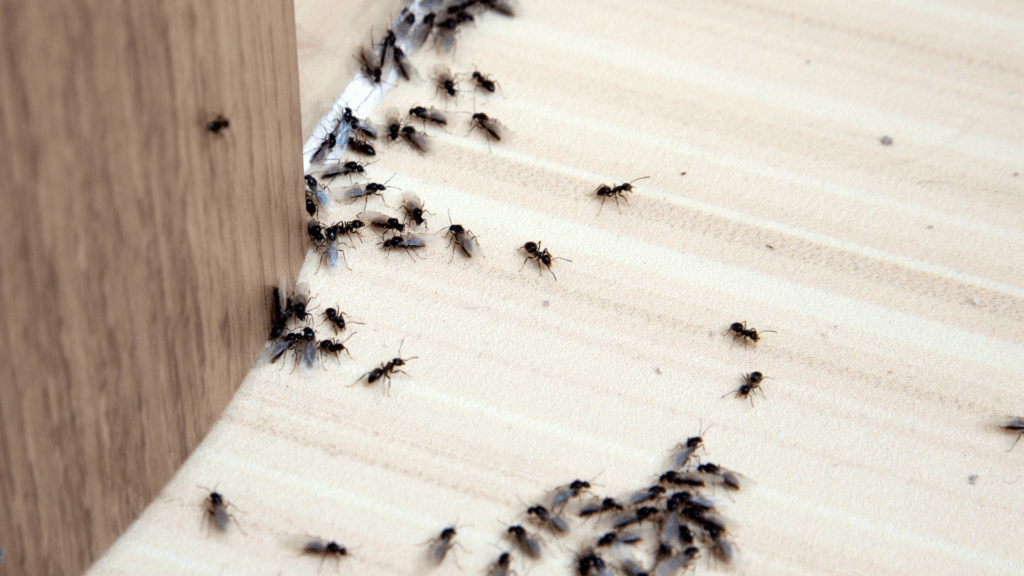 Why Atlanta Homes Are Seeing More Ants This Summer (And How to Stop Them)