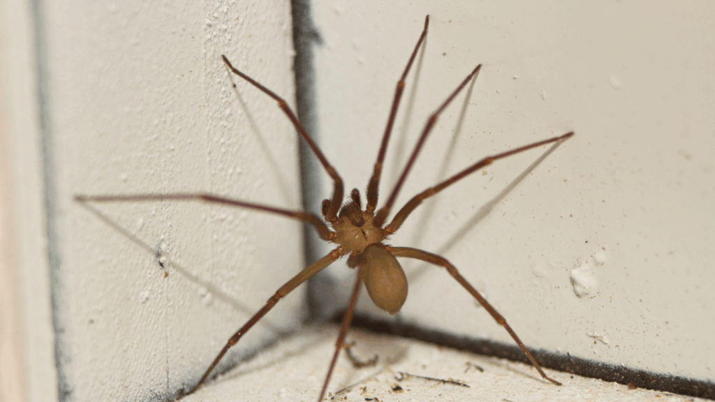10 Compelling Reasons Why You Need Spider Control