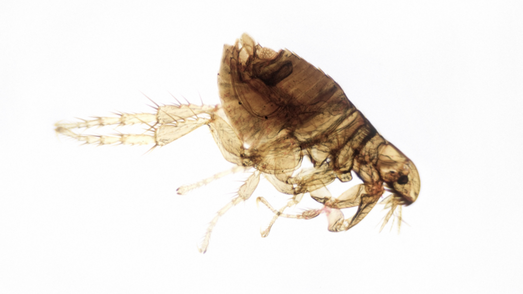 Fleas in Georgia