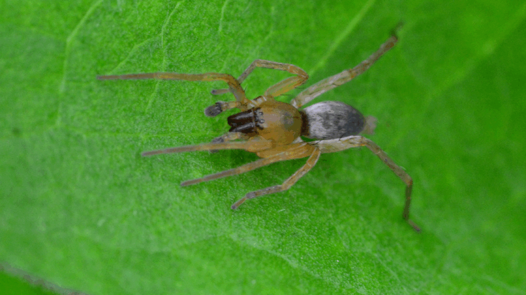 Why Are Yellow Sac Spiders So Common in Utah Homes?