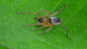 Why Are Yellow Sac Spiders So Common in Utah Homes?
