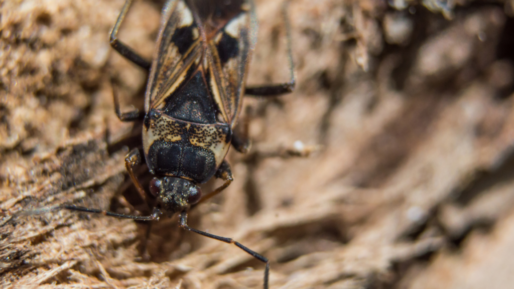 How to Identify Elm Seed Bugs in Utah