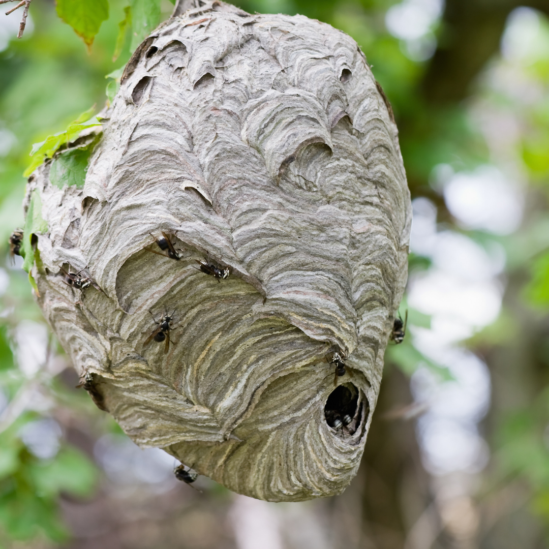 What to Do If You Find a Wasp Nest in Your Garden