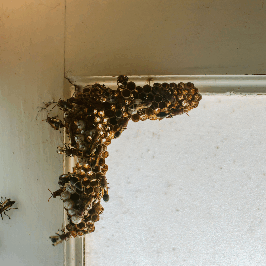 Common Wasps Found in Utah