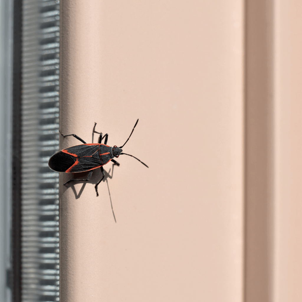 Boxelder Bug Prevention Tips for Utah Homes