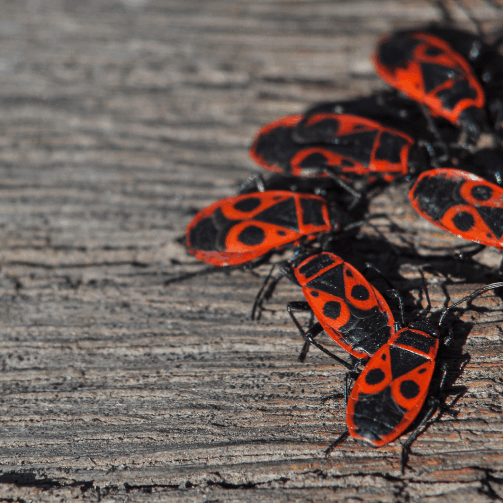 How to Identify Boxelder Bugs in Utah