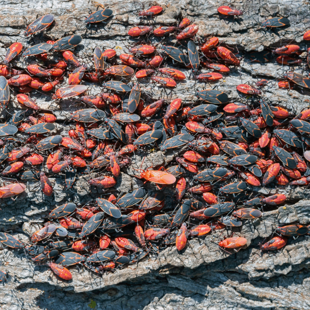 Boxelder bugs in Utah
