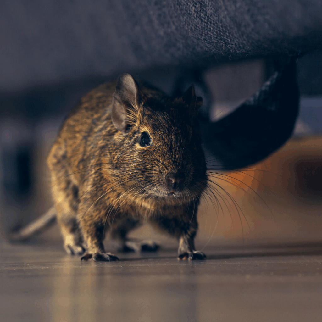rodents-in-utah-arete-pest-control