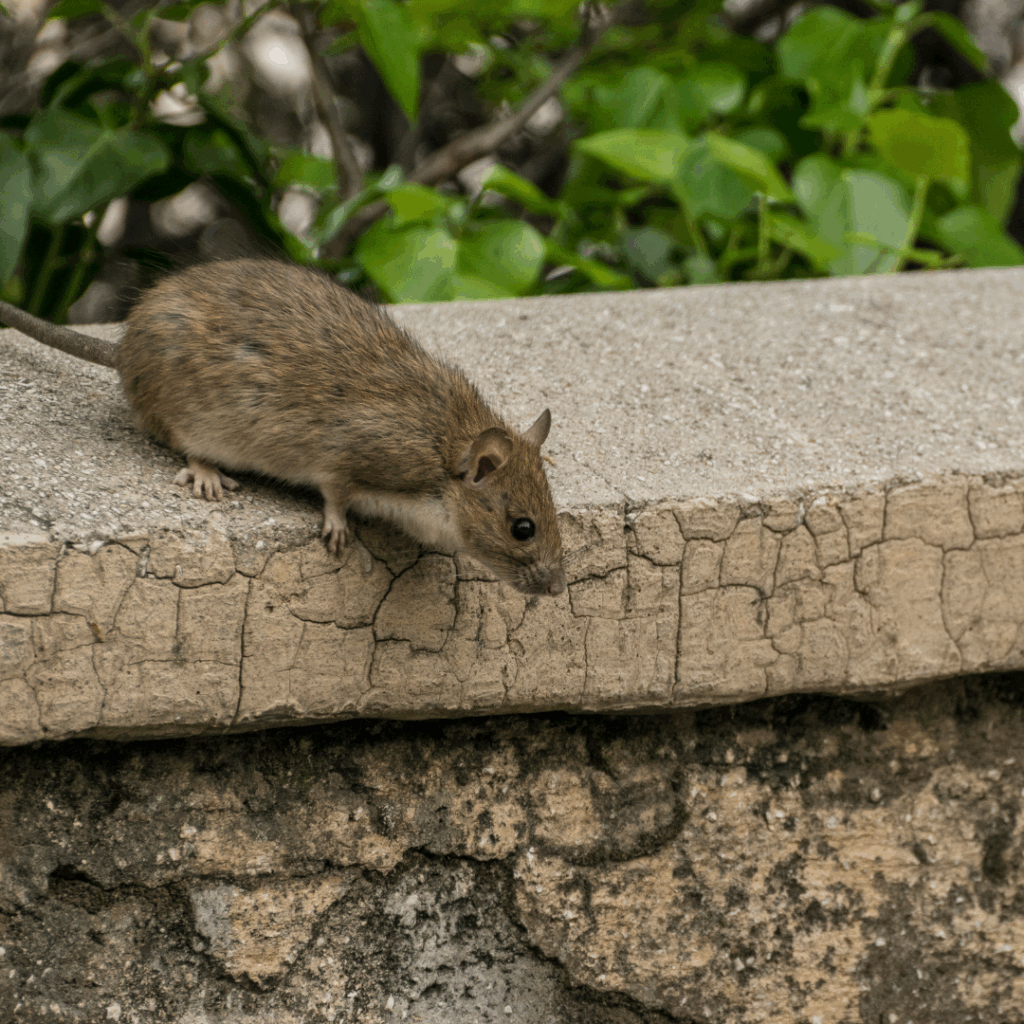 rodents-in-utah-arete-pest-control