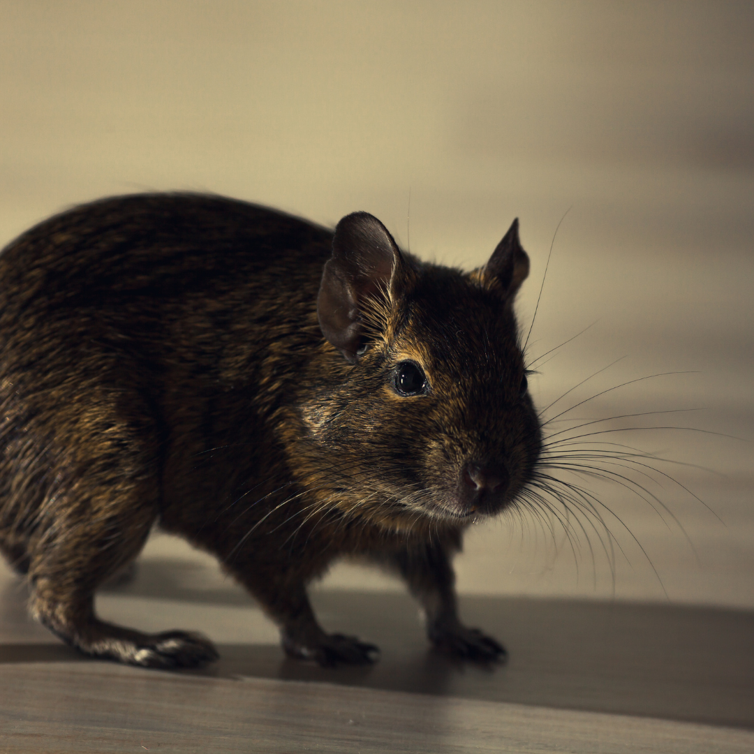 rodents-in-utah-arete-pest-control