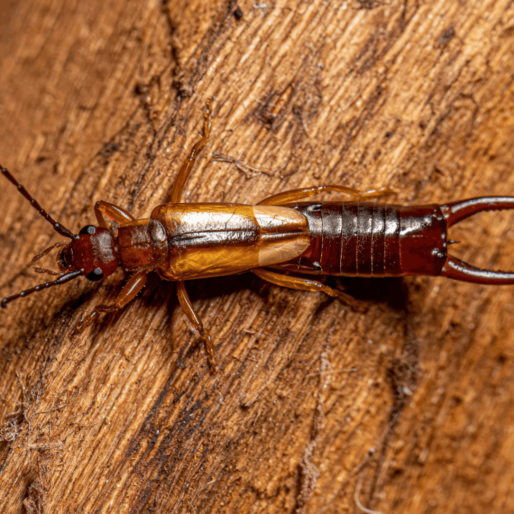 Earwig Prevention Tips for Utah Homes