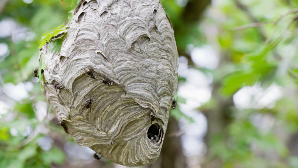 Wasps and Hornets in Georgia