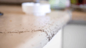 Pest Control in Orem, UT: Late-Summer Guide