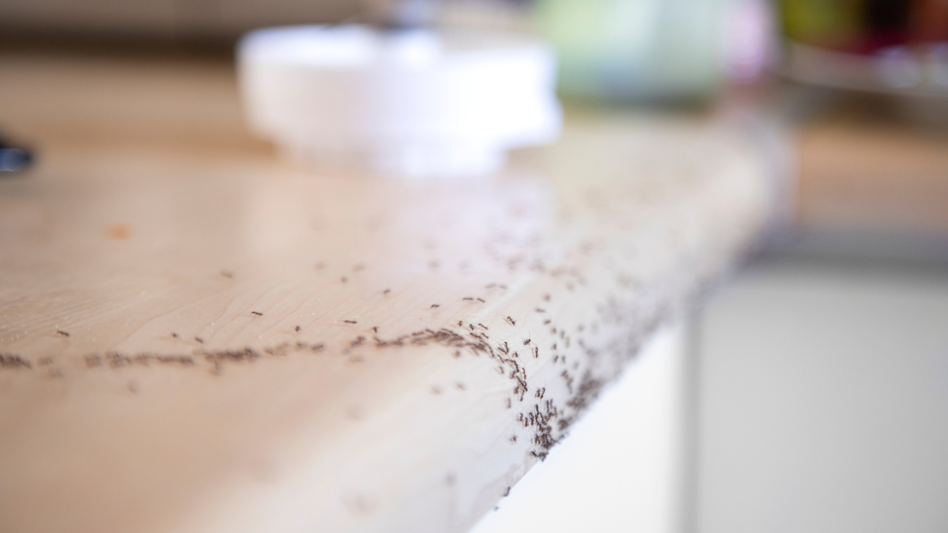 Ants moving indoors in search of food and water