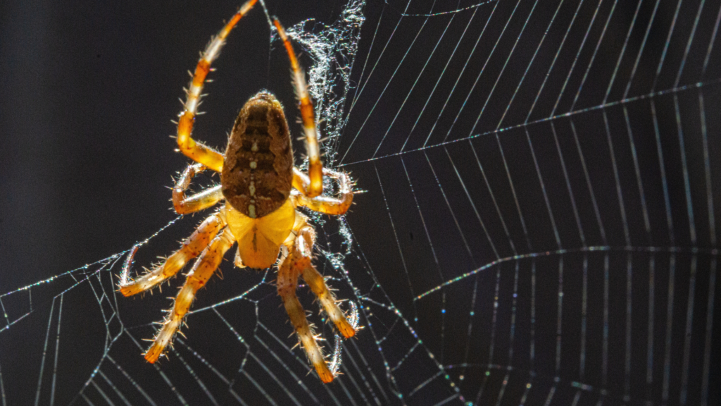 Common Spiders in Georgia