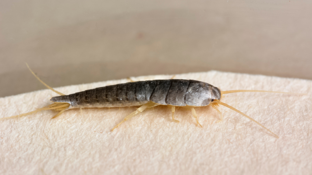 Silverfish in Georgia