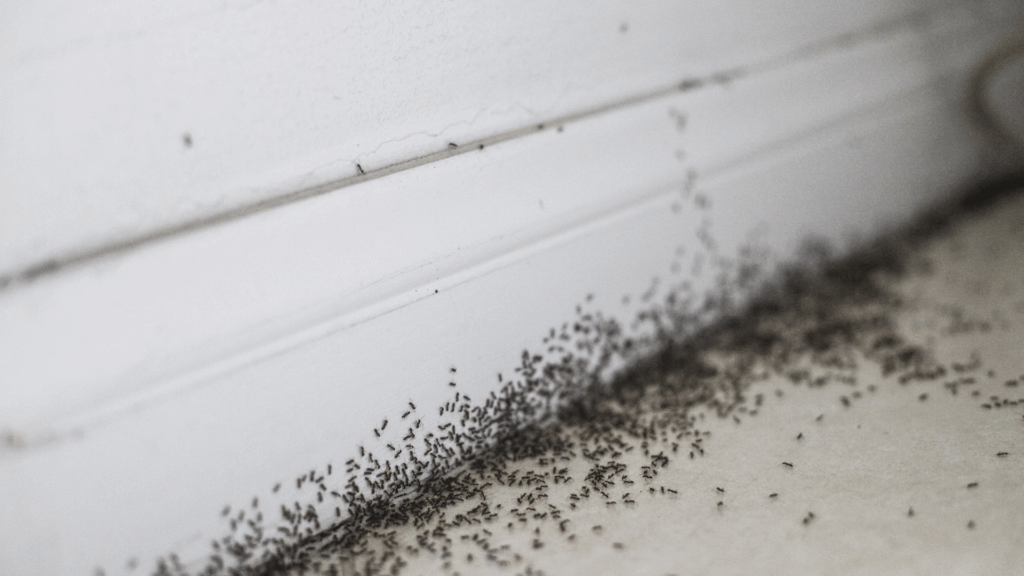 Top 5 Pest Problems in Norcross, GA and How to Stop Them
