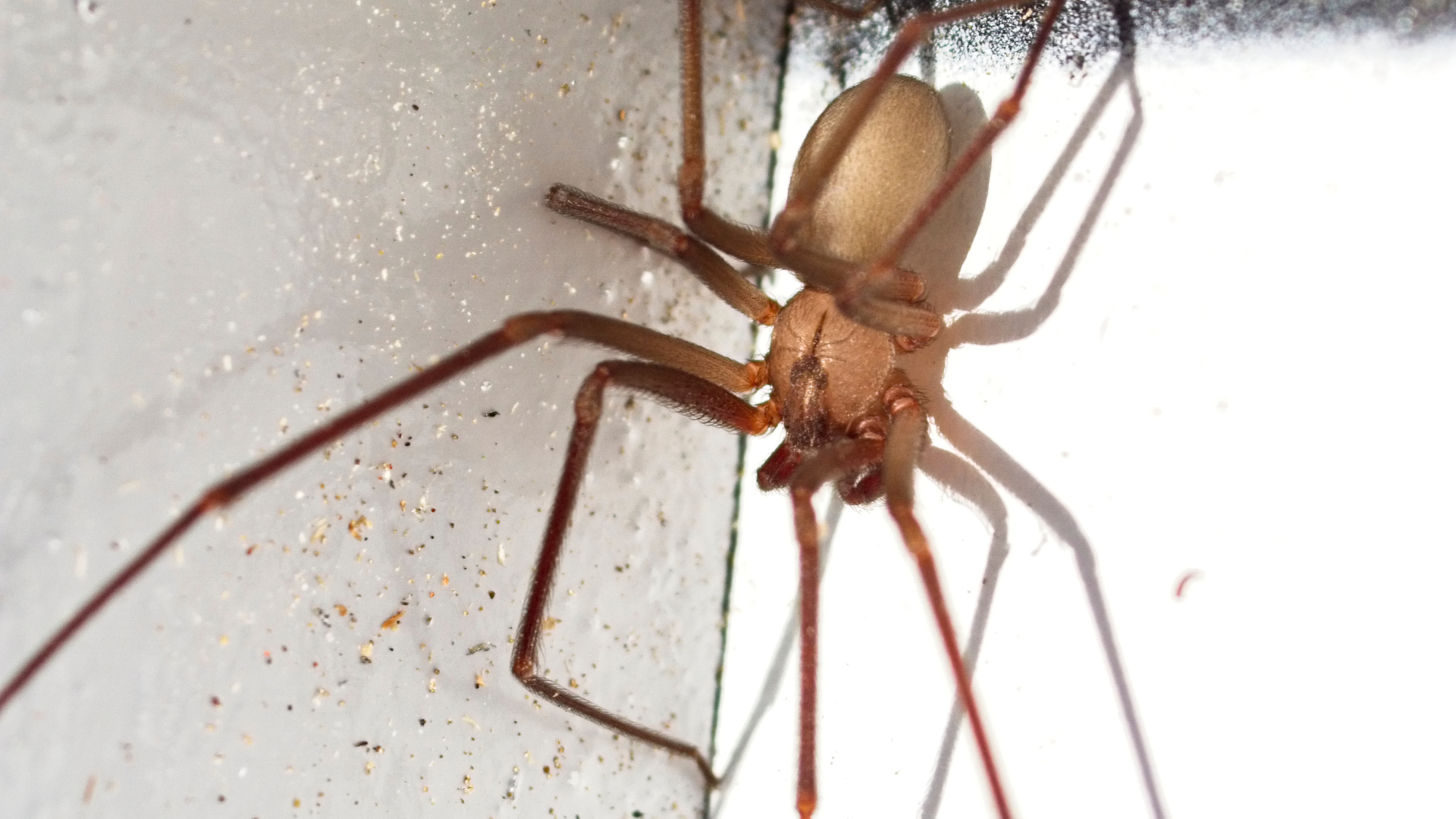 Beware the Real-Life Haunters: Spooky Pests That Love Halloween (and How to Keep Them Out!)