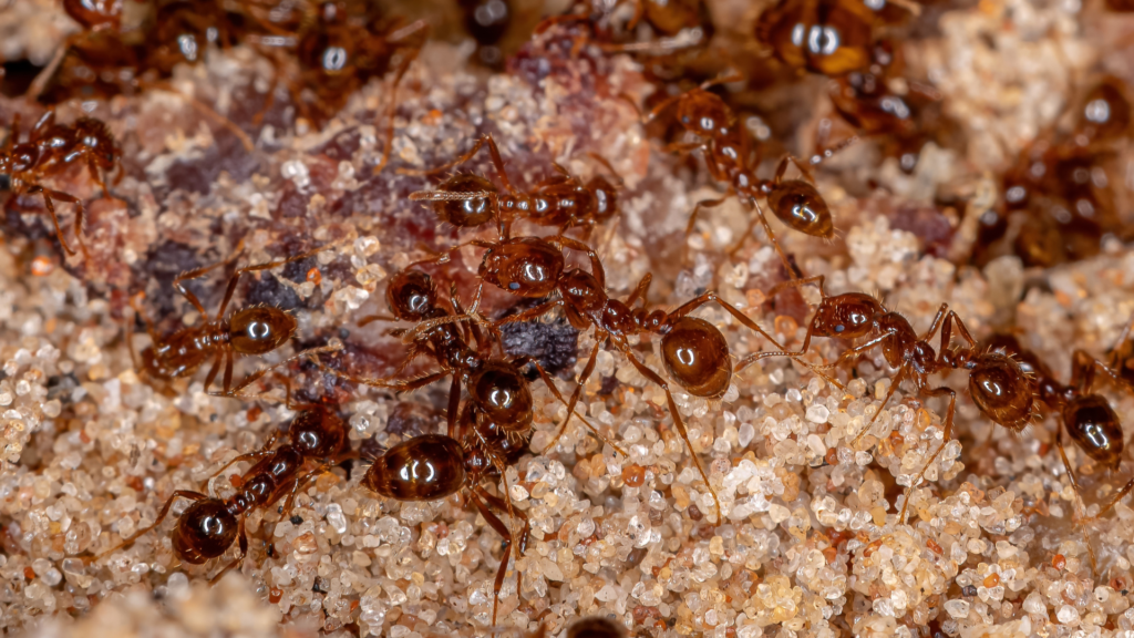 Common Fire Ants in Georgia