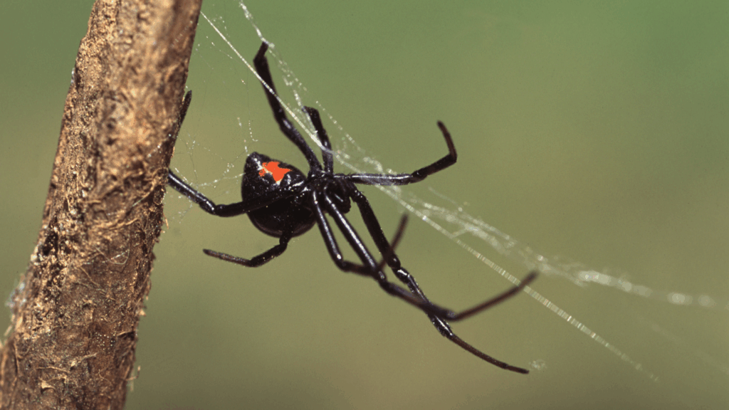 A Guide to the Most Dangerous Spiders in Utah: Beware of the Bite!