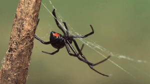A Guide to the Most Dangerous Spiders in Utah: Beware of the Bite!