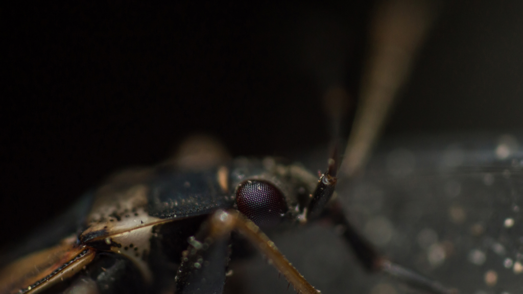 Where You’ll Find Elm Seed Bugs in Utah Homes