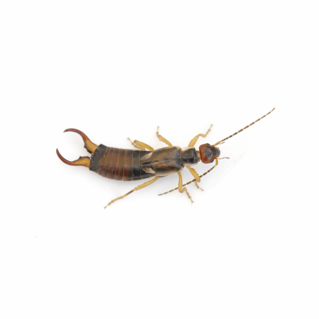Life Cycle of Earwigs