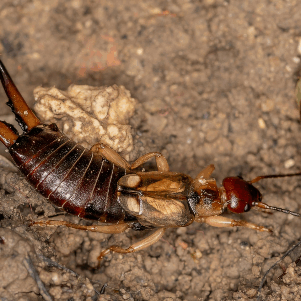 Where You’ll Find Earwigs in Utah Homes