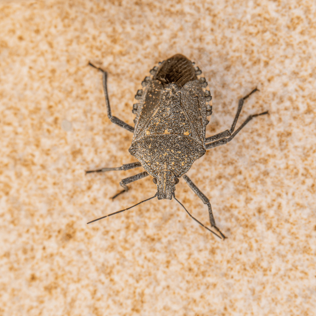 Elm Seed Bugs in Utah