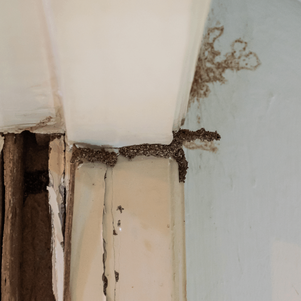 Common Termites Found in Utah