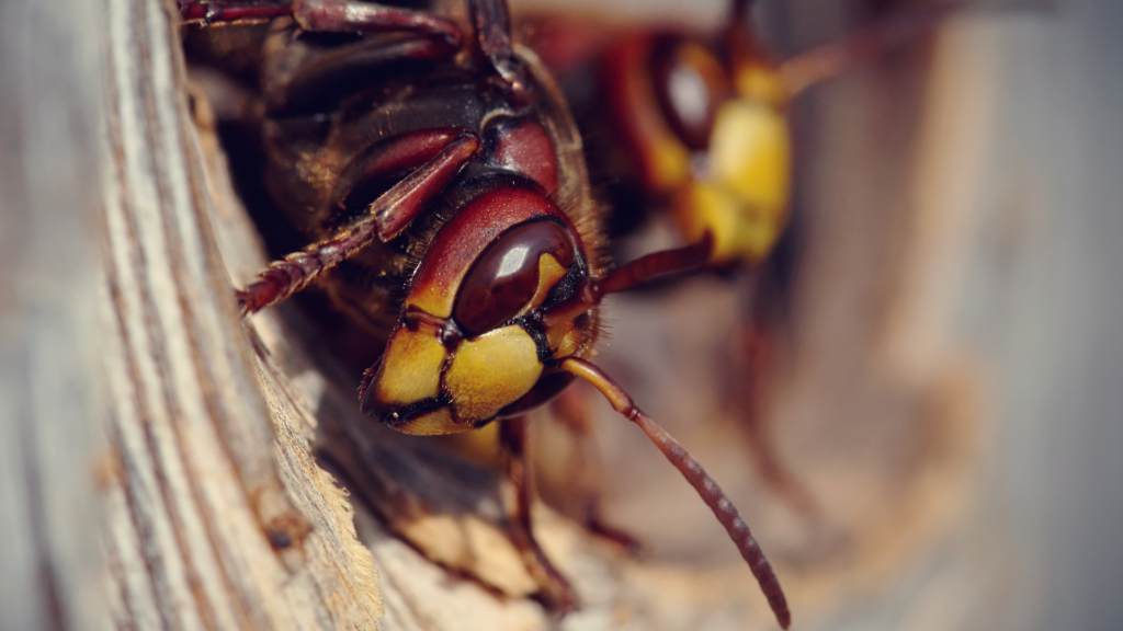 Common Wasps and Hornets in Georgia