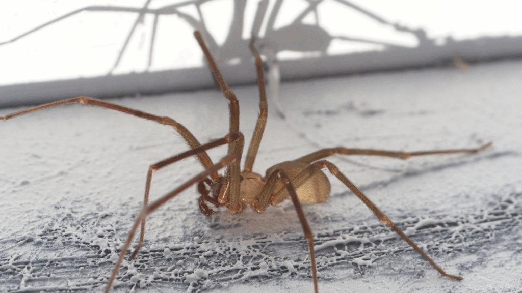 Spider Prevention Tips for Georgia Homes